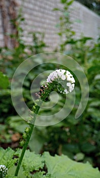 Closeup view of Heliotropium indicum, commonly known as Indian heliotrope or Indian turnsole