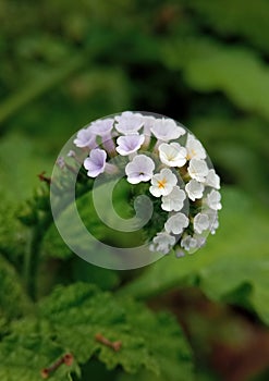 Closeup view of Heliotropium indicum, commonly known as Indian heliotrope or Indian turnsole