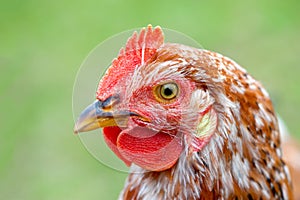 Closeup view of hen