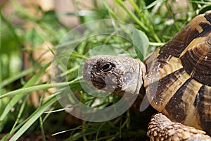 Closeup view of Hermann` s tortoise 1