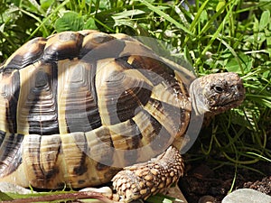 Closeup view of Hermann` s tortoise 12