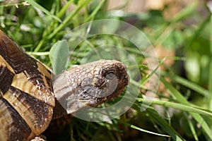 Closeup view of Hermann` s tortoise 2