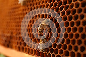 Closeup view of hive frame with honey bees