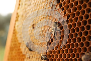 Closeup view of hive frame with honey bees outdoors