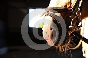 Closeup view of horse with bridle in stabling. Beautiful pet