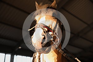 Closeup view of horse with bridle in stabling. Beautiful pet