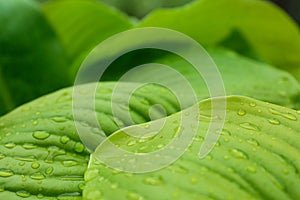 Closeup view of hosta plant with dew drops