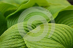 Closeup view of hosta plant with dew drops