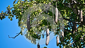 Closeup view of the huge fruits of Kigelia tree looking like a sausage and weighting up to 7 kg.