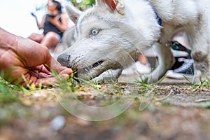 Closeup view of husky pup taking treat