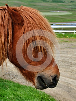 Closeup view of Icelandic horse with its long hair in Iceland