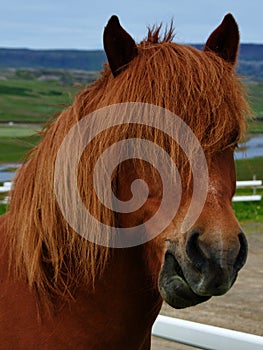 Closeup view of Icelandic horse with its long hair in Iceland