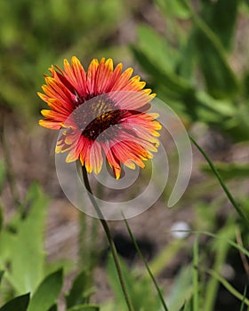 Closeup View of an Indian Blanket Bloom