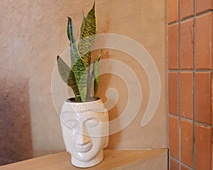 A closeup view of a Indoor plant called Snake plant grown photo