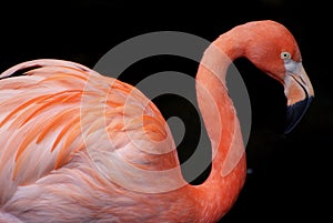 Closeup view of isolated pink flamingo with beautiful feathers
