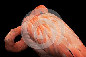 Closeup view of isolated sleeping flamingo