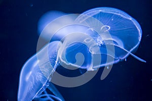 Closeup view, of a jellyfish illuminated against a dark blue background, highlighting its intricate patterns and delicate nature