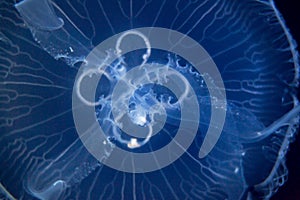 Closeup view, of a jellyfish illuminated against a dark blue background, highlighting its intricate patterns and delicate nature