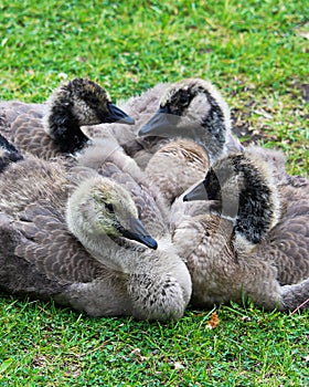 Closeup view of juvenile Canada Geese in various stages of molting