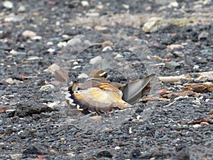 Killdeer Broken Wing Diversion Technique 2 photo