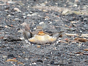 Killdeer Broken Wing Diversion Technique 3 photo