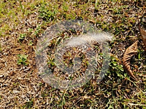 The closeup view of lalang grass plant