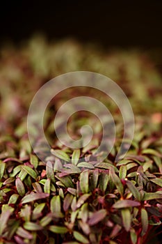 Closeup view of leaves of sprouted baby amaranth seeds
