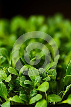 Closeup view of leaves of sprouted watercress seeds