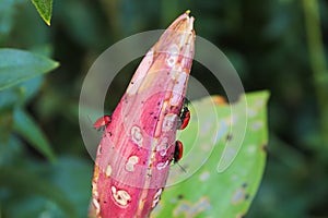 Closeup view of a lily head covered in holes caused by beetles