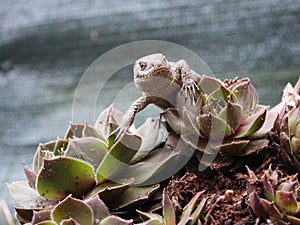 Closeup view of lizard in czech nature 1