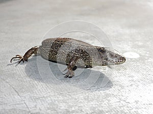 Closeup view of lizard in czech nature 10