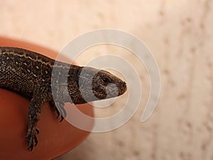 Closeup view of lizard in czech nature 12
