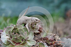Closeup view of lizard in czech nature 13