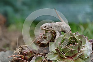 Closeup view of lizard in czech nature 14