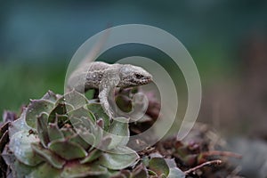 Closeup view of lizard in czech nature 15