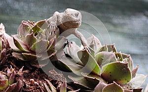 Closeup view of lizard in czech nature 2