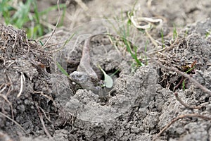 Closeup view of lizard in czech nature 20