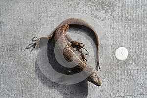 Closeup view of lizard in czech nature 21