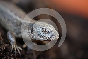 Closeup view of lizard in czech nature 23