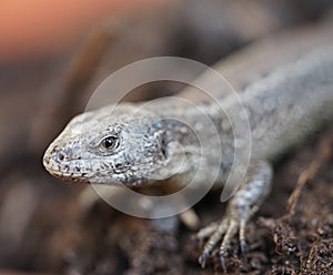 Closeup view of lizard in czech nature 24