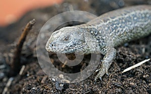 Closeup view of lizard in czech nature 25