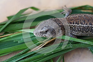 Closeup view of lizard in czech nature 28