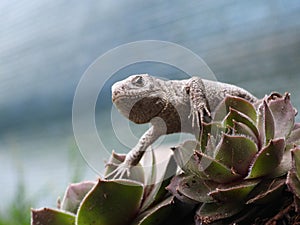 Closeup view of lizard in czech nature 3