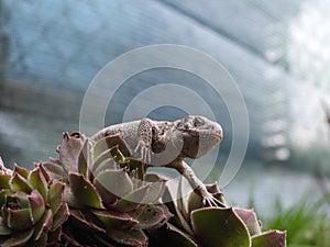 Closeup view of lizard in czech nature 4