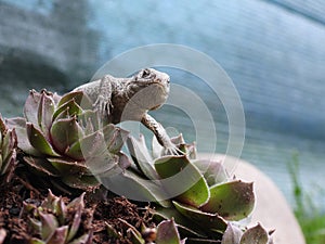 Closeup view of lizard in czech nature 5