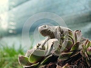 Closeup view of lizard in czech nature 6