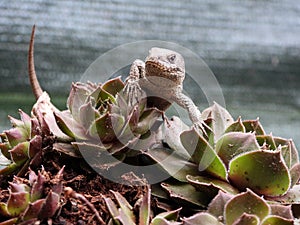 Closeup view of lizard in czech nature 7