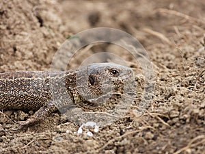 Closeup view of lizard in czech nature 9