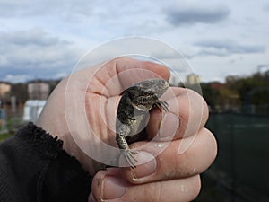 Closeup view of lizard in photographers hand 1