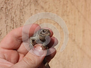 Closeup view of lizard in photographers hand 2